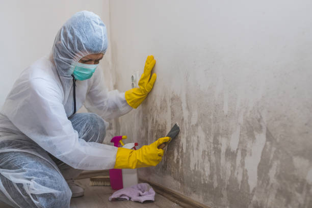 Best Mold Remediation for Healthcare Facilities  in Sycamore, GA